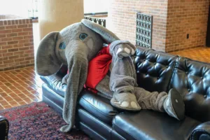 Big Al poses on a couch in the dean's foyer at The University of Alabama School of Law.